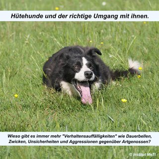 Tagesseminar Htehunde und der richtige Umgang mit ihnen - 01. August 2021
