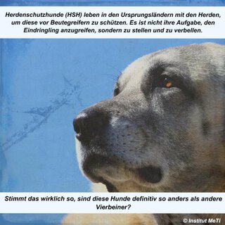 Herdenschutzhunde - Besser als ihr Ruf ein Tagesseminar mit Angelika Lanzerath