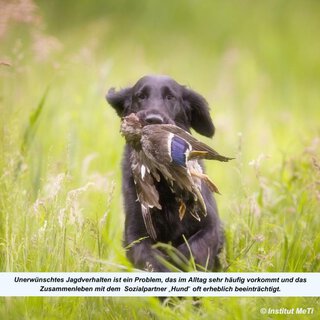 &bdquo;Unerwünschtes&ldquo; Jagdverhalten bei Hunden - Wochenend-Seminar in Theorie und Praxis mit Michael Eichhorn